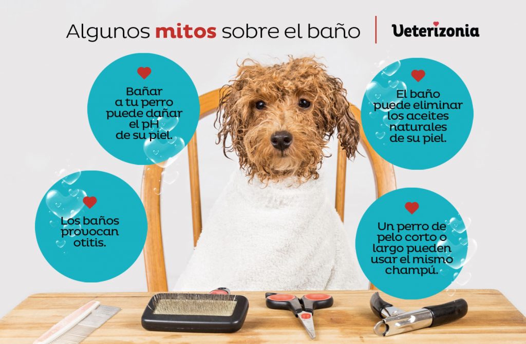 ¿cada cuanto se puede bañar a un perro? Todas las respuestas en Veterizonia, expertos en veterinaria clínica y peluquería canina