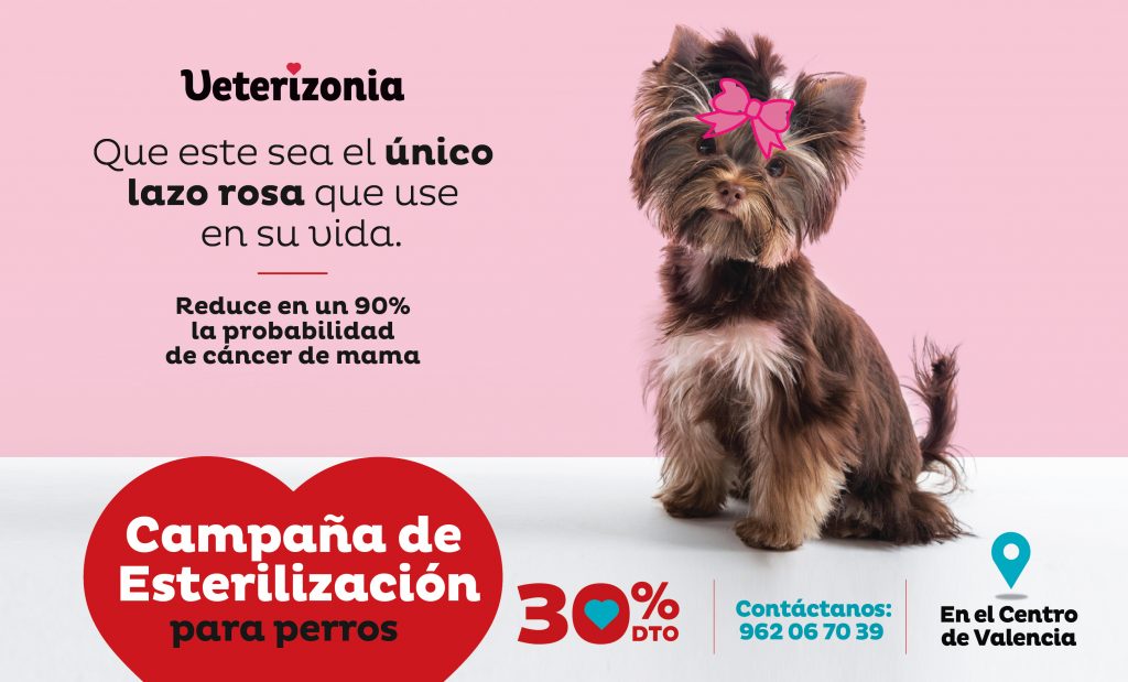 Castración Esterilizacion Perros Valencia