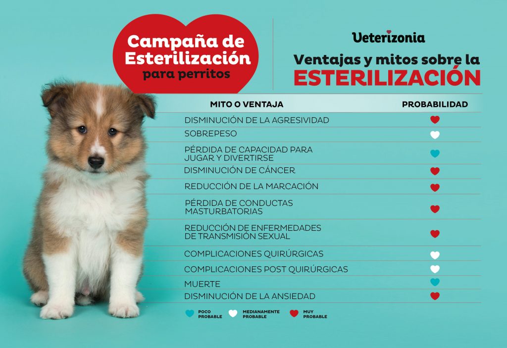 Campaña Castración Esterilizacion Perros Valencia