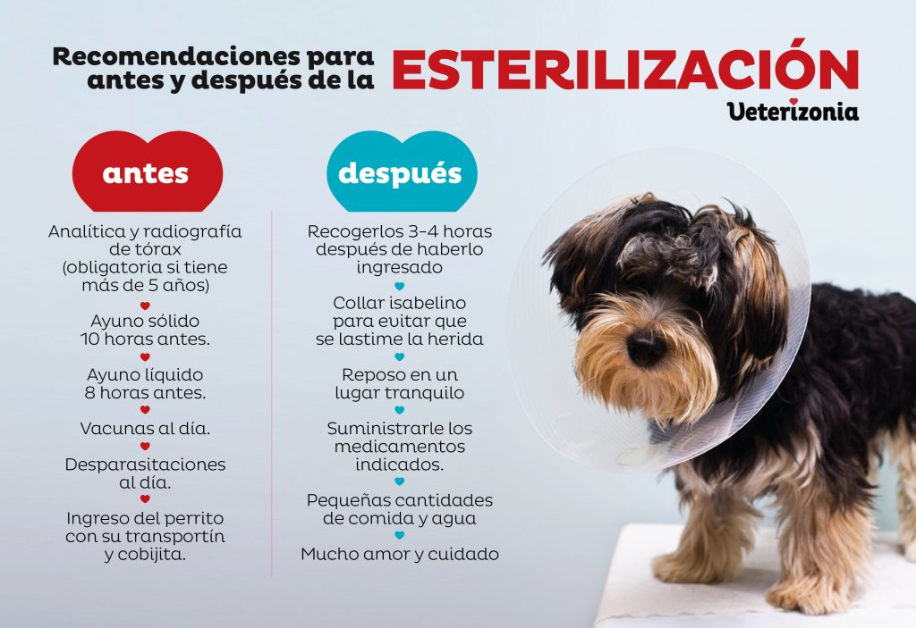 Pesimista Escrupuloso ingeniero 🏅Campaña esterilización perros en Valencia - Veterizonia