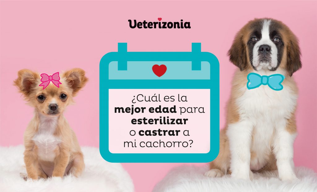 Castrar perros - Mejor edad castración esterilización cachorros, según estudio del equipo de Veterizonia