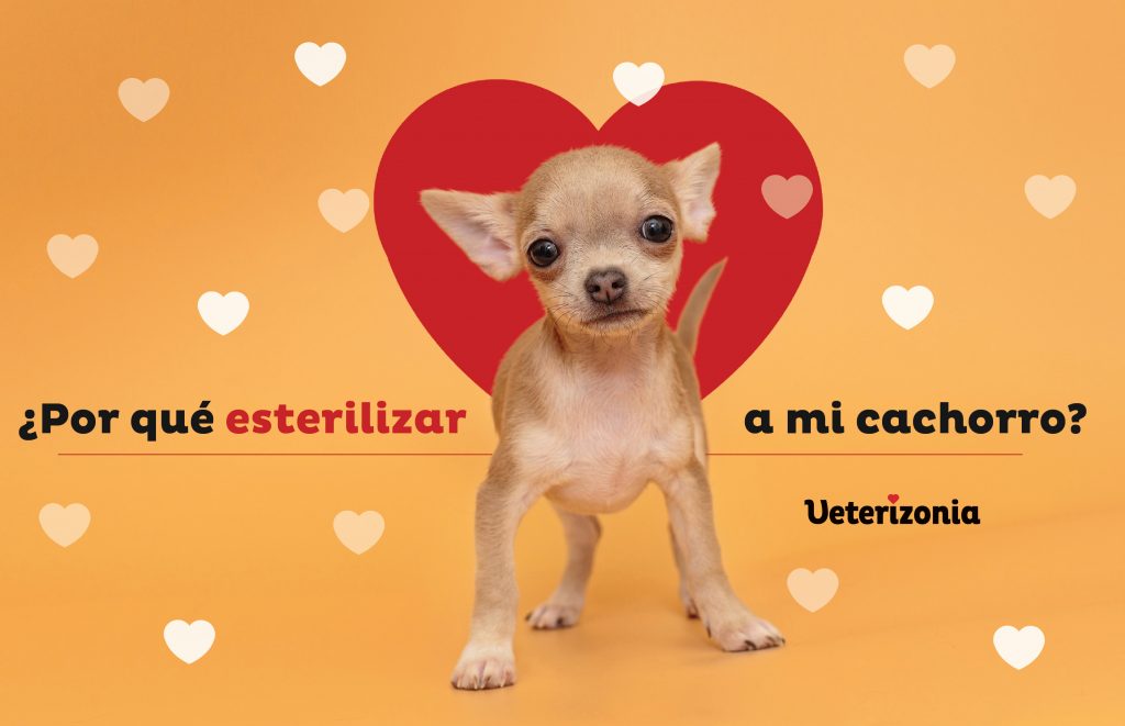 esterilizar a mi cachorro