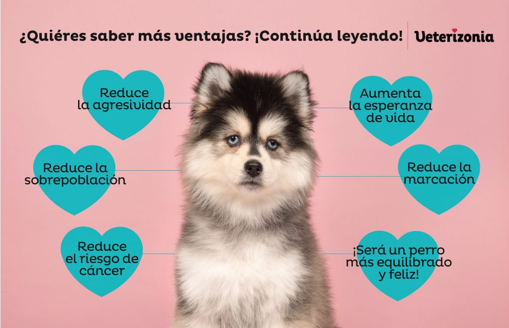 esterilizar a mi cachorro