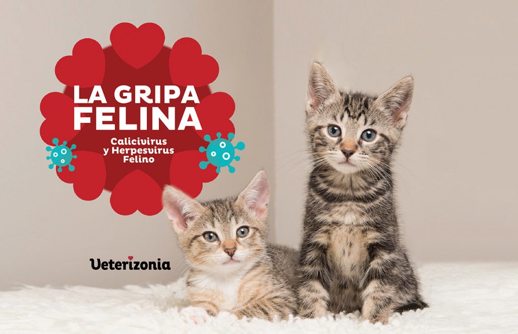 gripa felina