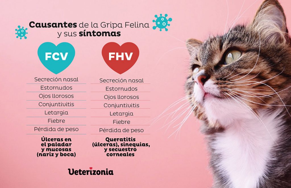 Ajuste Inactivo parrilla La Gripe o Rinotraqueítis Felina: Calicivirus y Herpesvirus Felino. -  Veterizonia