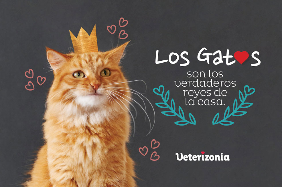 los gatos reyes de la casa