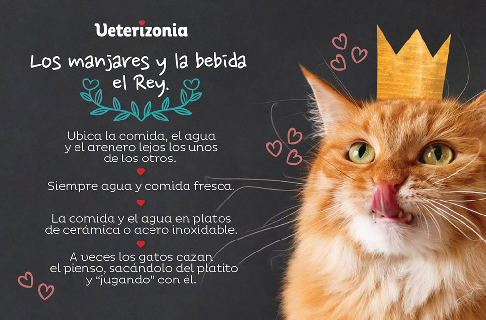 gatos comida y agua