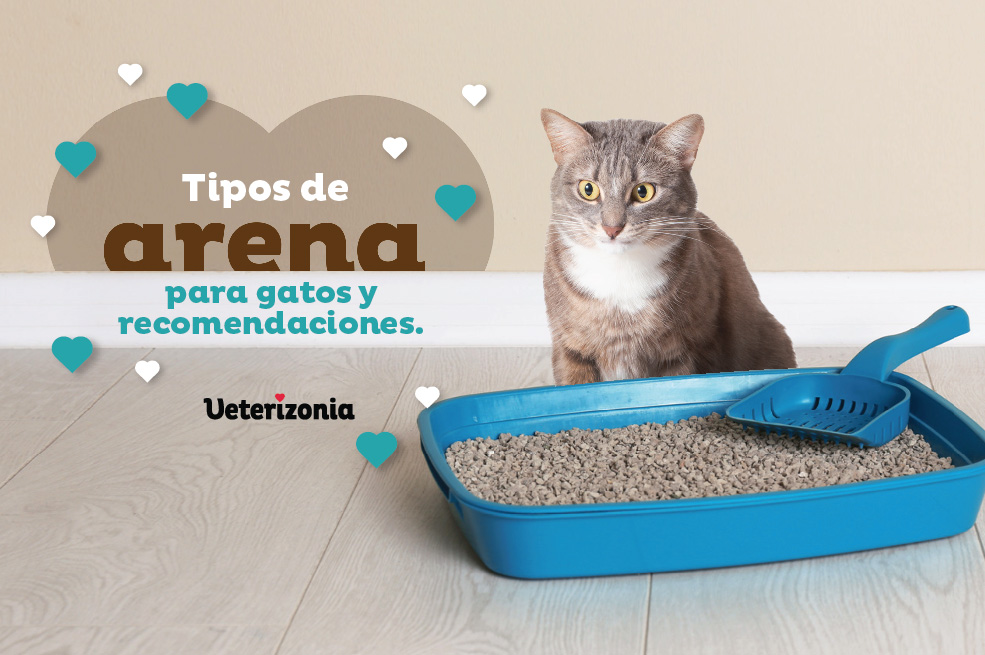 Tipos de arena para gatos y recomendaciones. - Veterizonia