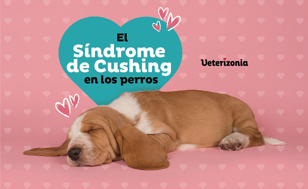 Sindrome de Cushing perros