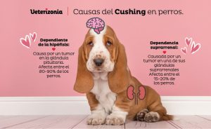 Causas del Síndrome de Cushing en perros