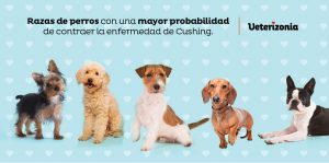 Probabilidad de manifestar el Síndrome de Cushing según raza y edad del perro