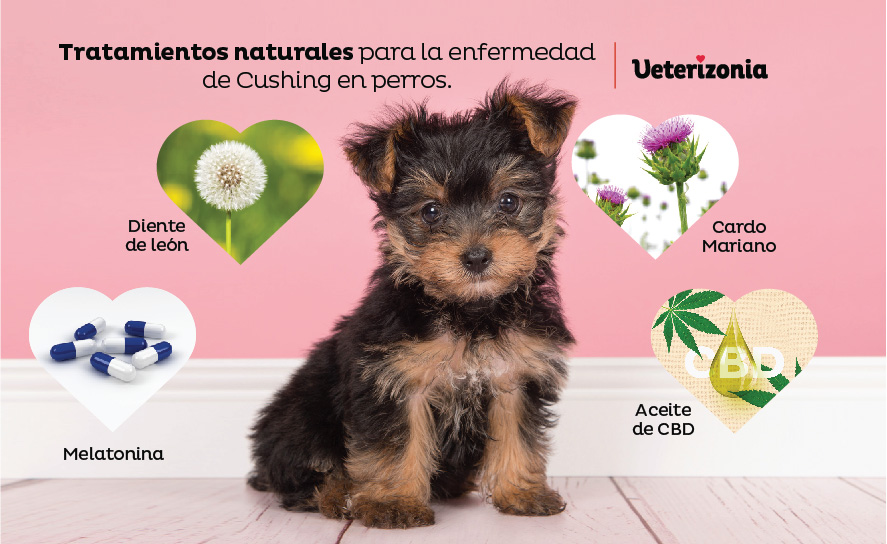 Tratamientos naturales para la enfermedad de Cushing en perros