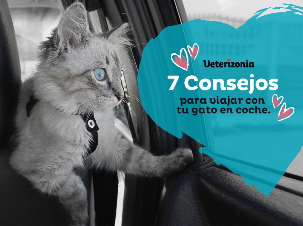 Consejos para viajar con el gato en el coche - Animalados