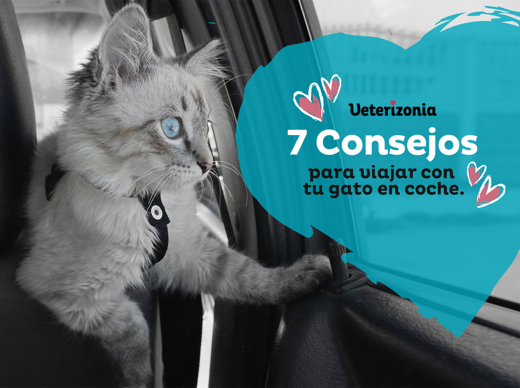 El Gato para coche, ¿Qué hay que saber?