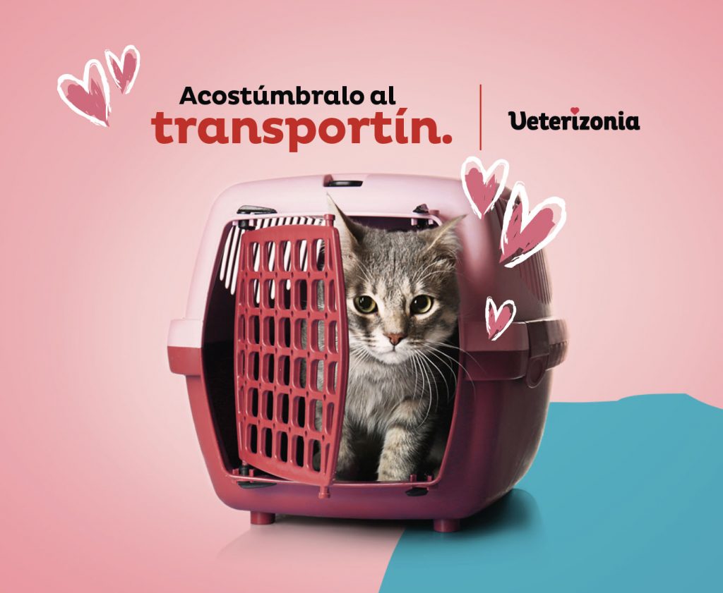 transportin autos en coche
