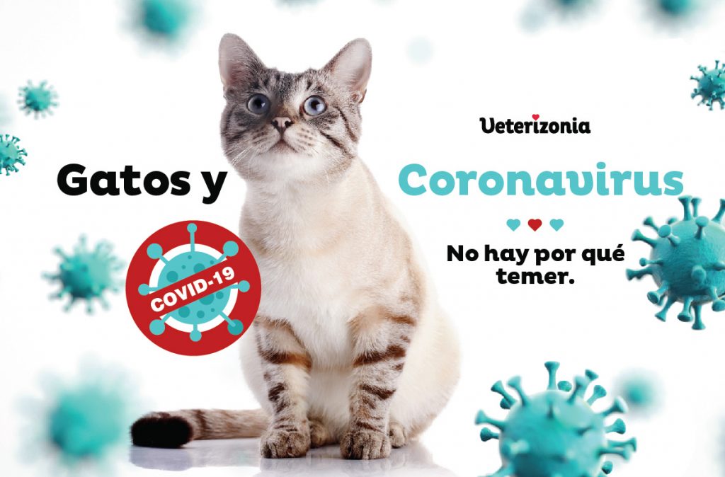 Gatos y Coronavirus.