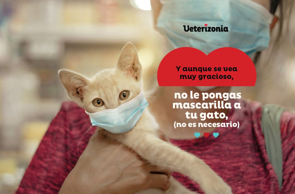 mascarillas gato