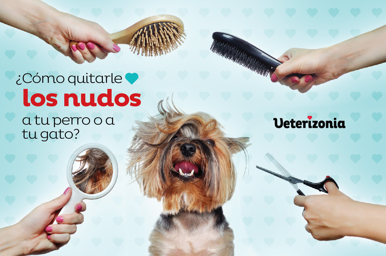 Nudos perros y gatos VETERIZONIA