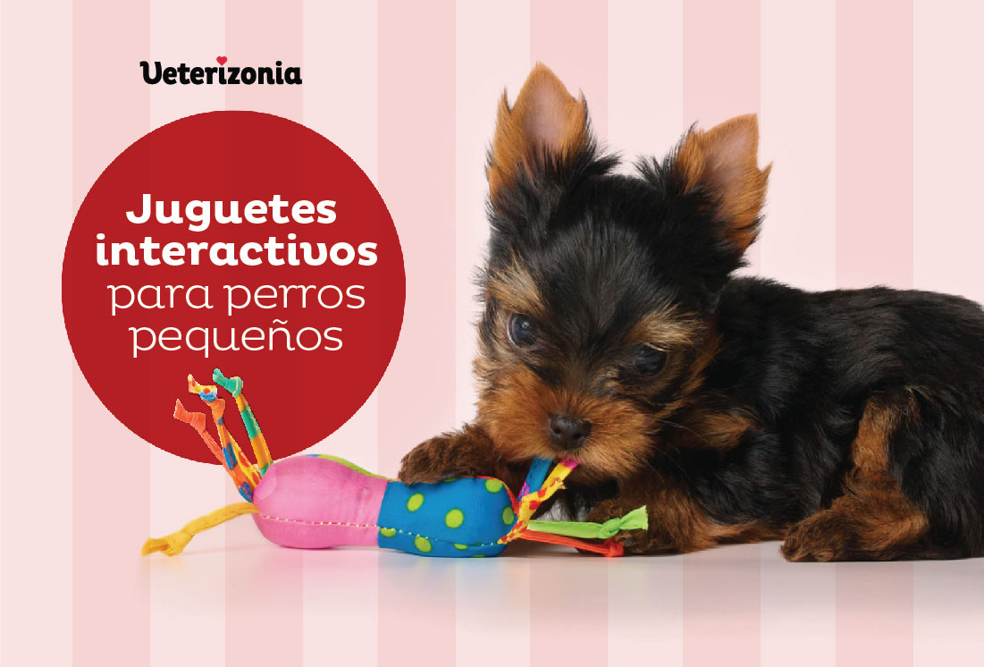 Juguetes interactivos para perros