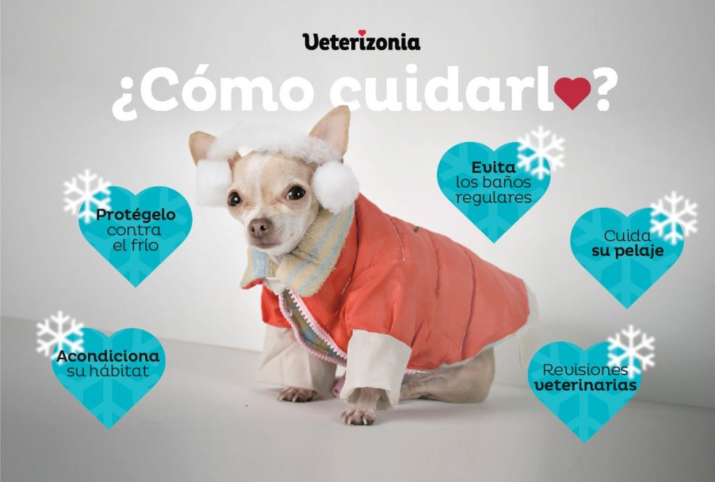 cuidados-de-perros-pequeños-en-invierno