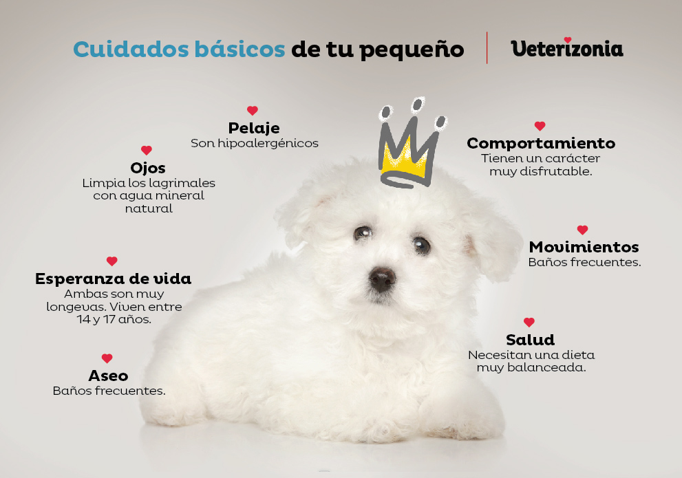 Caniche y Bichon Frise similitudes