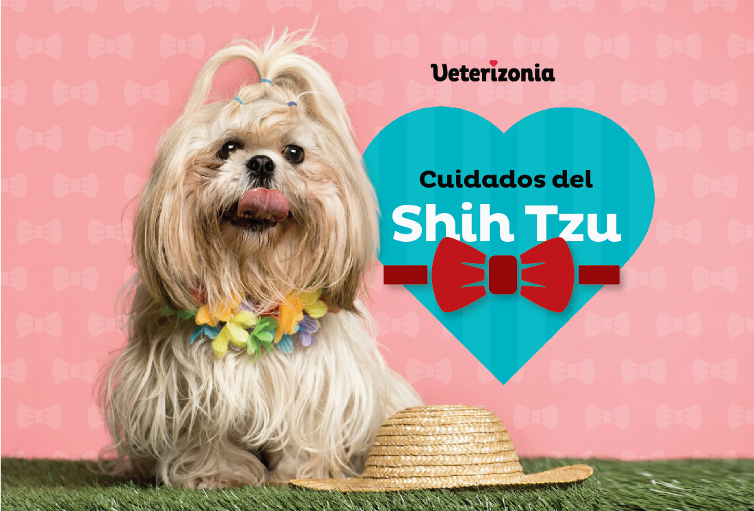 del Shih Tzu: Todo que debes saber Veterizonia