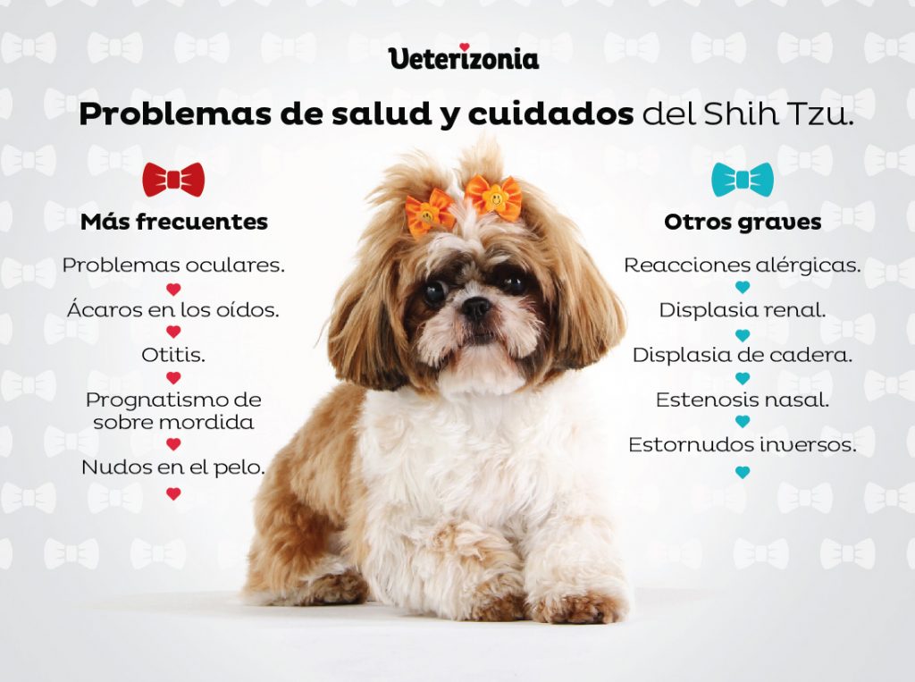 Cuidados Shih Tzu: Todo lo que debes saber | Veterizonia Shop