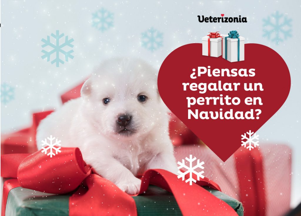 Regalar perros en Navidad