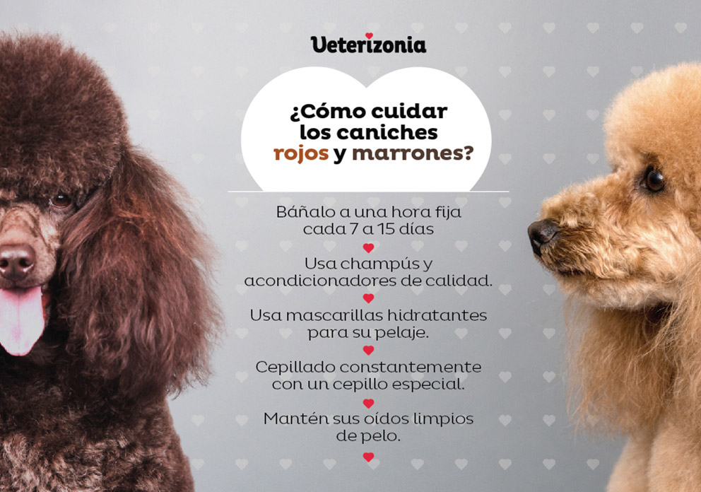 Caniches rojos y marrones cuidados