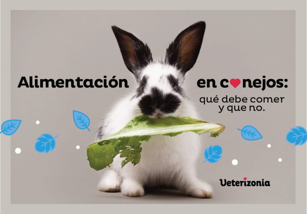 alimentación conejos