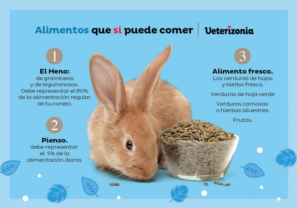 alimentos conejos