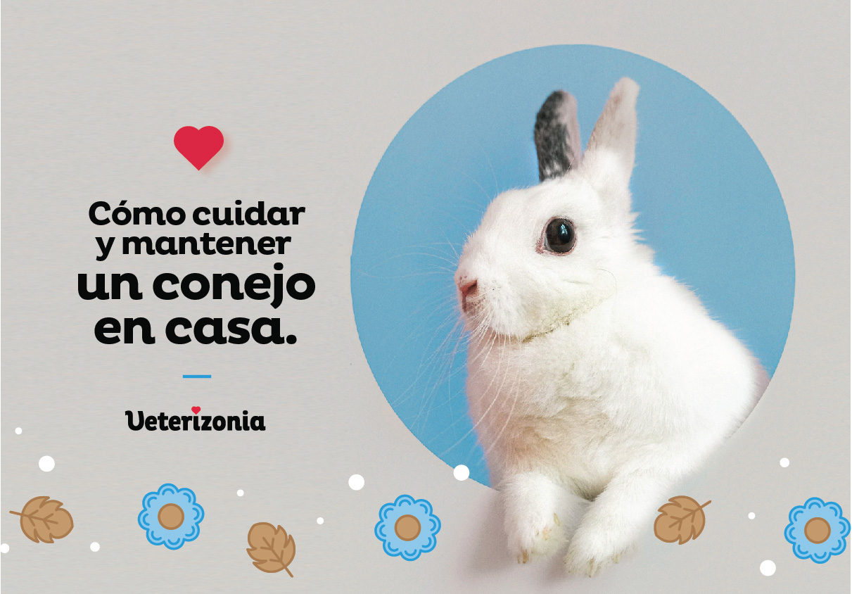Mi Conejo Se Caga Por Todas Partes Cómo cuidar a un conejo en casa ¡Resolvemos tus dudas! - Veterizonia