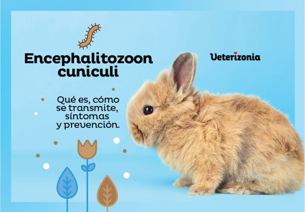 Encephalitozoon cuniculi conejos