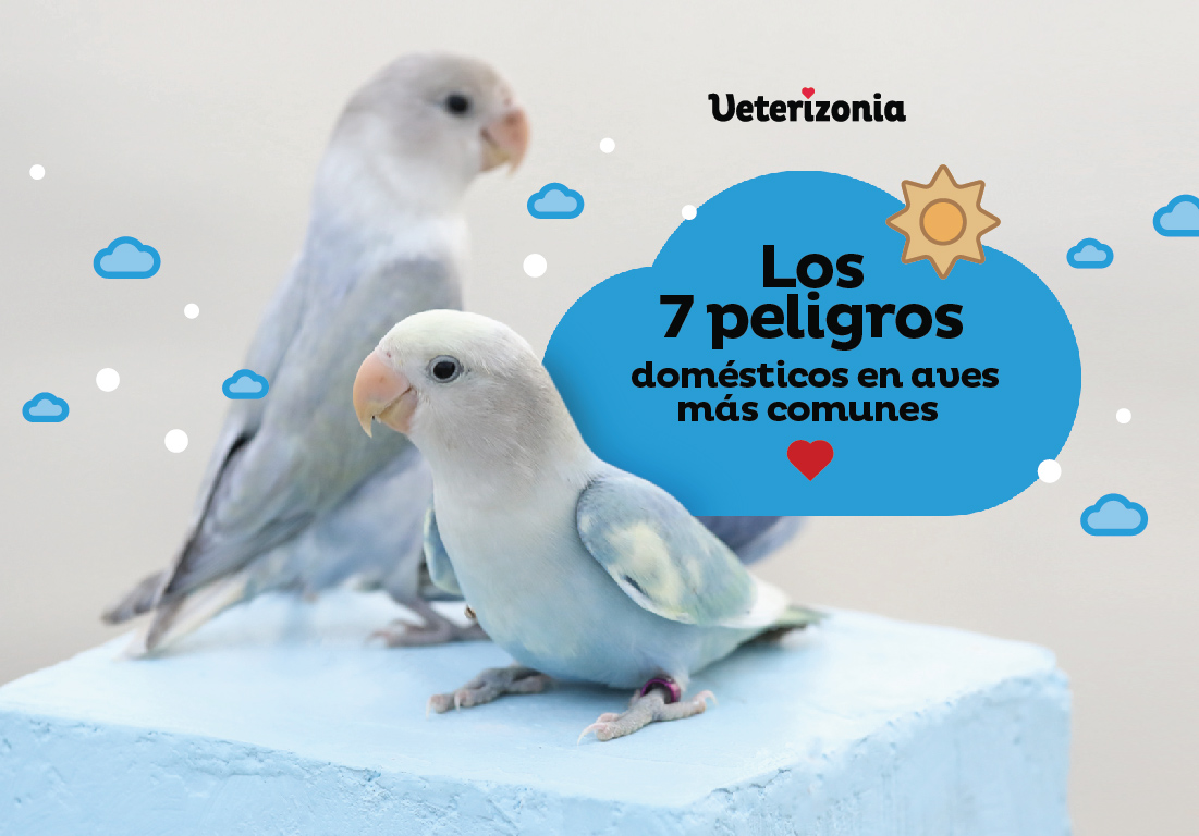 7 peligros aves