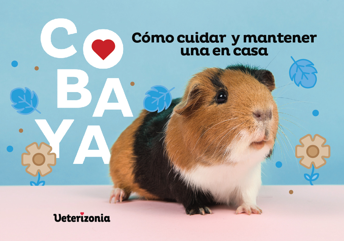 cobaya cuidados