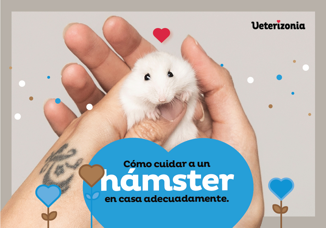 hámster ratones cuidado