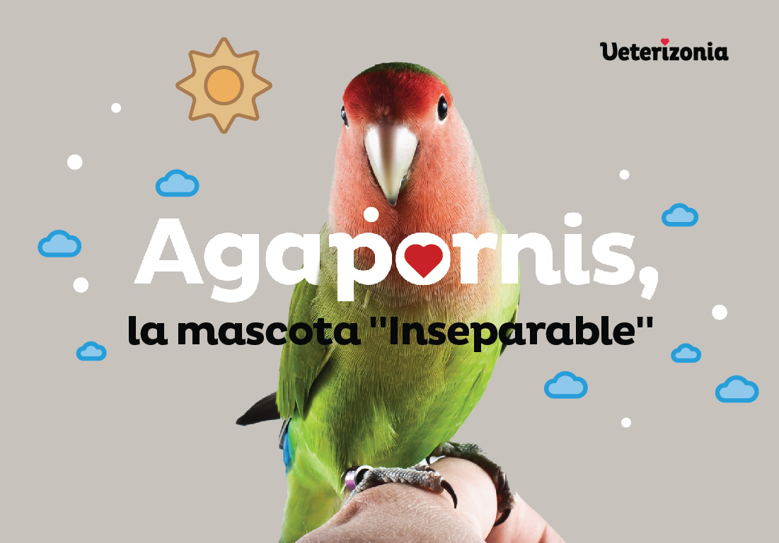 responder prometedor crecer Agapornis, la mascota "Inseparable" - Veterizonia