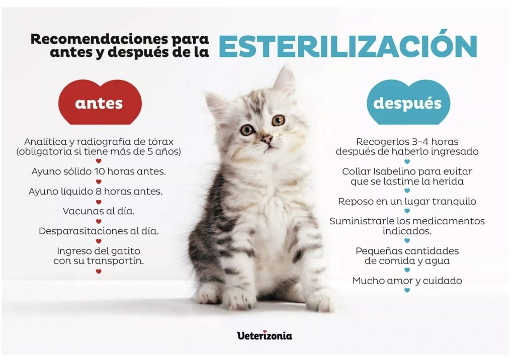 elemento Mayordomo volumen 🏅Campaña esterilización gatos Valencia - Veterizonia