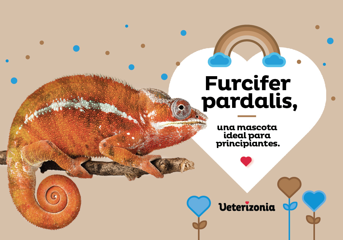 Camaleon cuidados