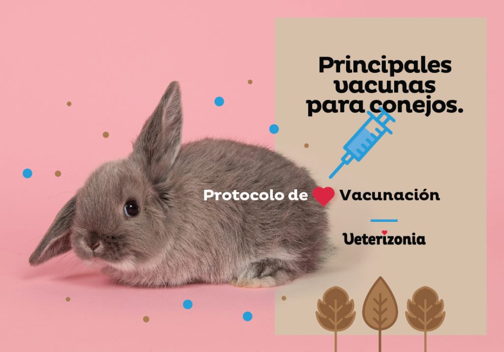 Vacuna conejos