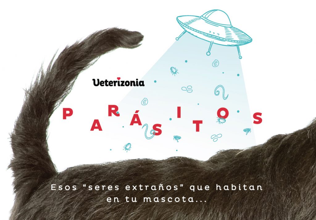 Parasitos perros