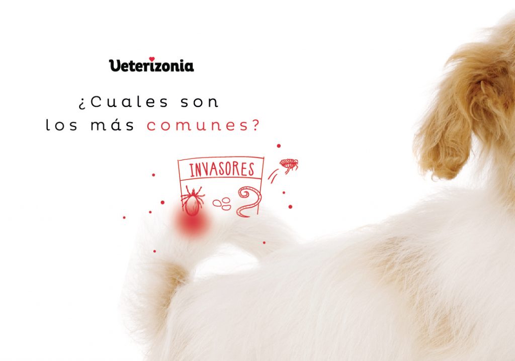 Parasitos perros mas comunes