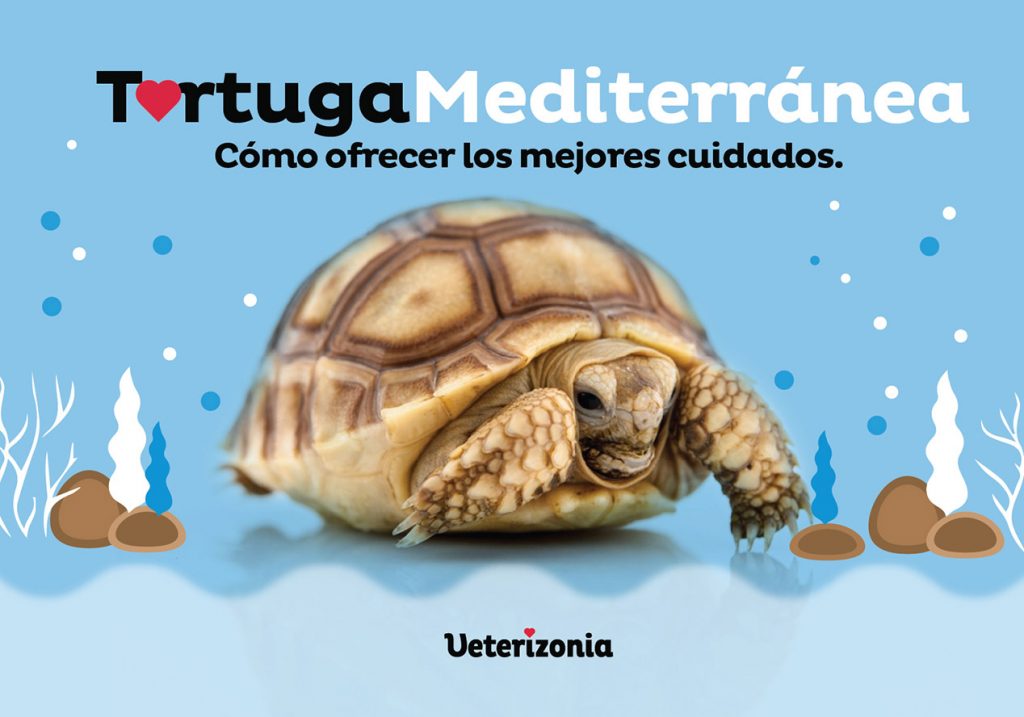 tortuga mediterránea