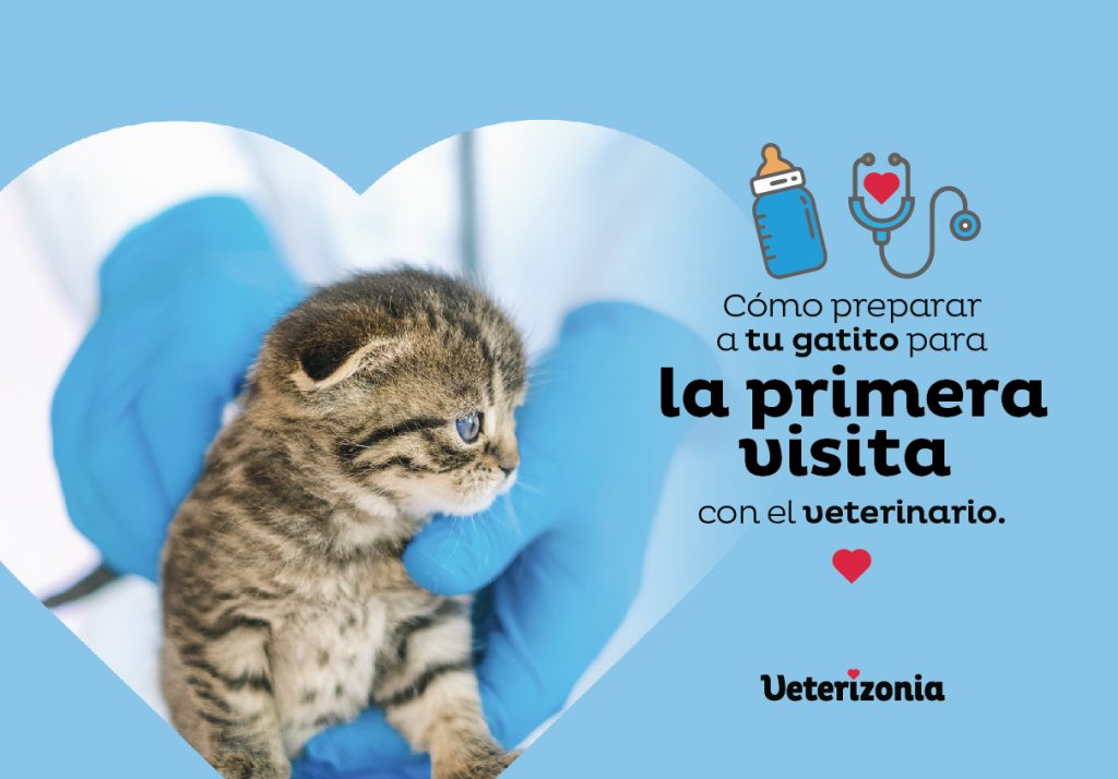 Gatito Primera Visita al veterinario