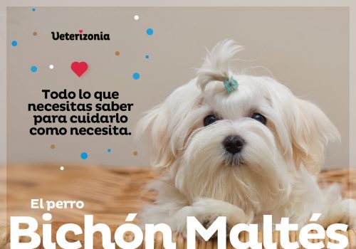 Bichón Maltés perro