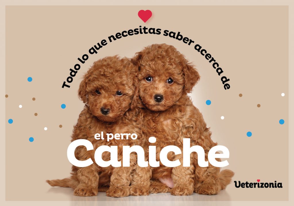 Caniche perro