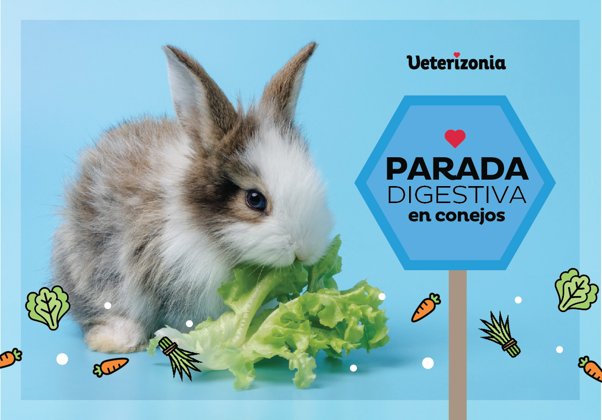 Parada digestiva en conejos