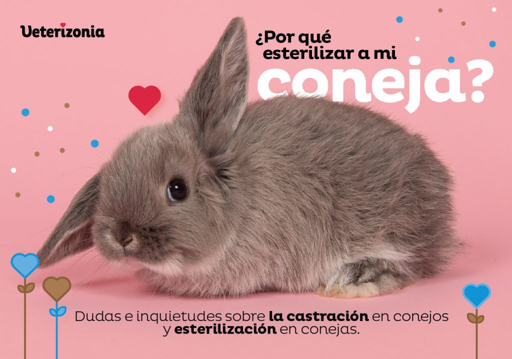 Esterilizacion Conejas