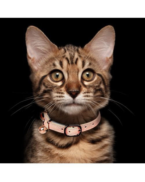 collar-safira-rosa-para-gato-veterizoniashop-1