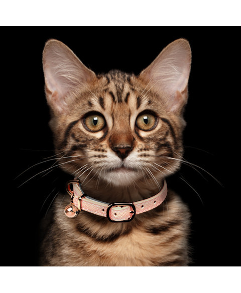 collar-safira-rosa-para-gato-veterizoniashop-1